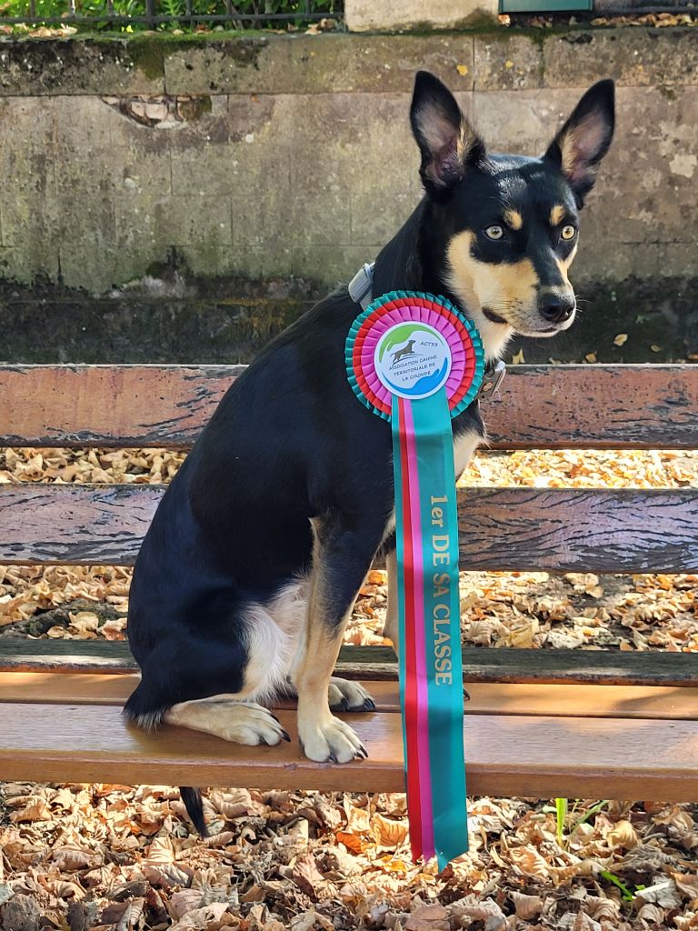 Shiny kelpie de la bergerie de morgane