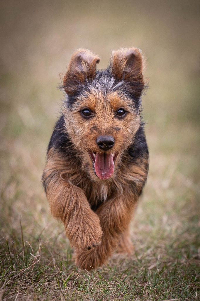 Messy merry von den grauen anfurten