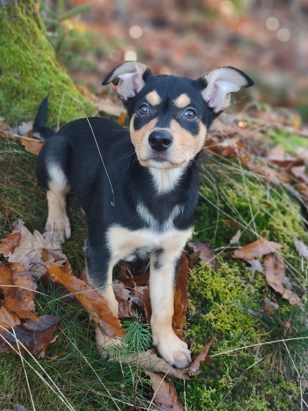 Ringarooma anakin skywalker