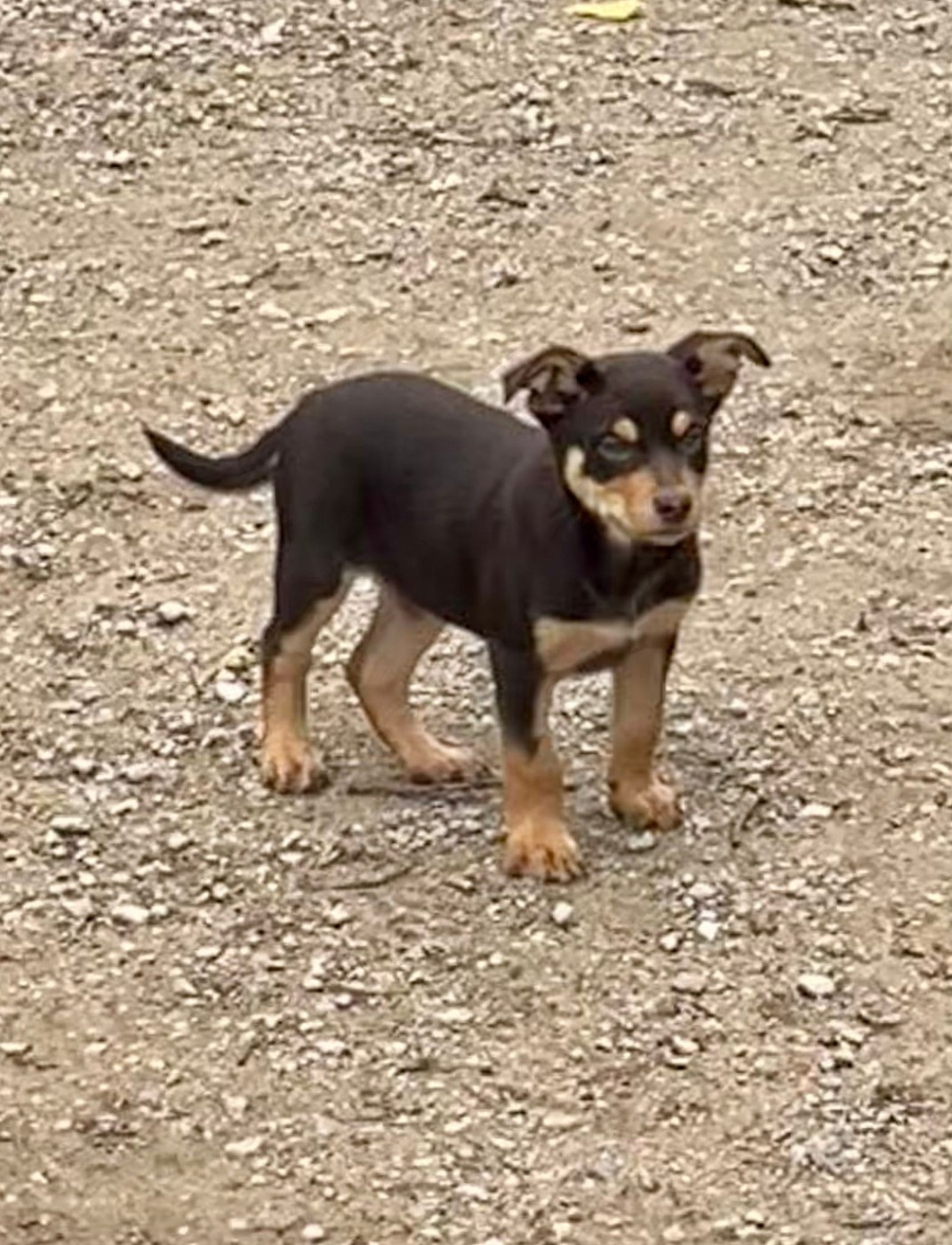 Ringarooma akira ace