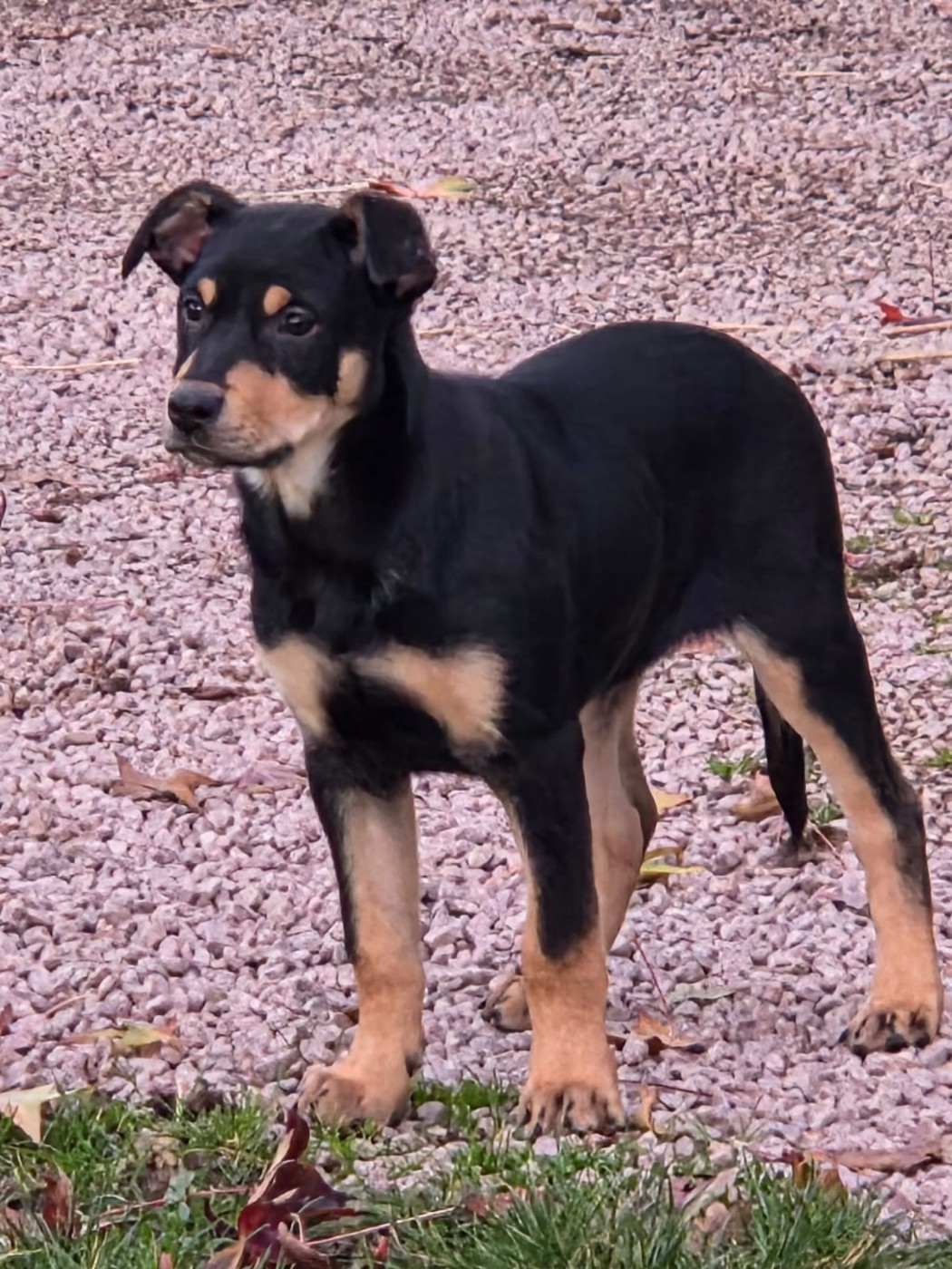 Ringarooma A quatre by shiny