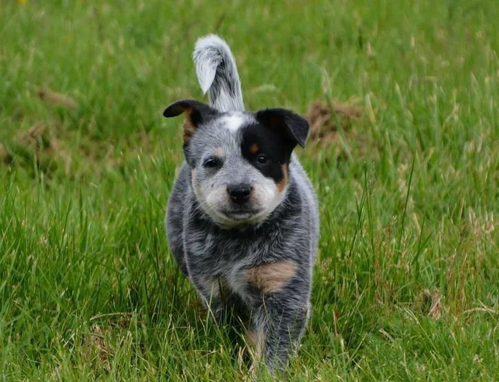 Ringarooma - bébés bouviers australien