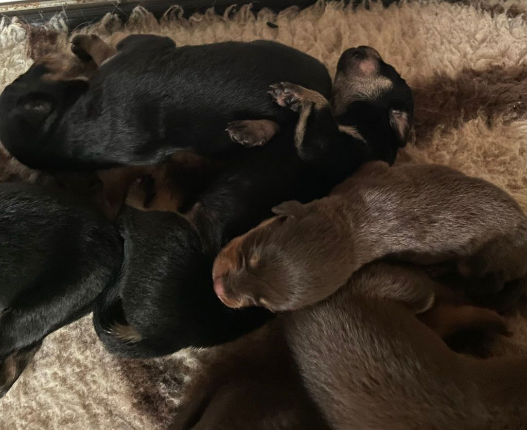 Ringarooma - Australian Kelpie - Portée née le 13/05/2025
