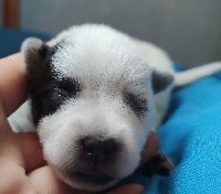 CHIOT