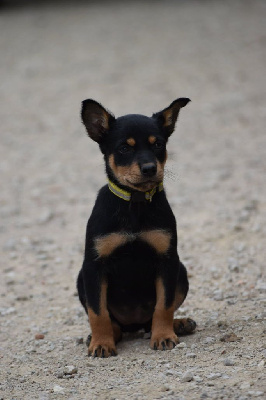 CHIOT