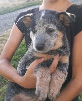 perth blue