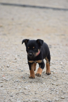 CHIOT