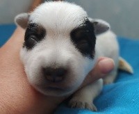 CHIOT