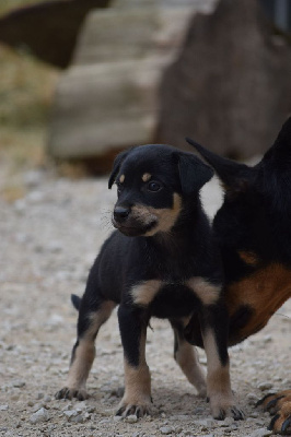 CHIOT