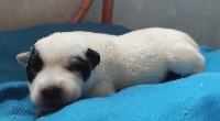 CHIOT