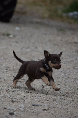 CHIOT