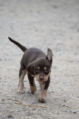 CHIOT