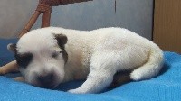 CHIOT