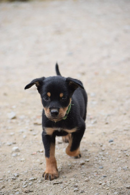 CHIOT