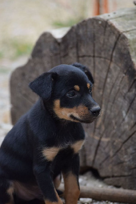 CHIOT